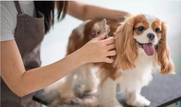 怎么给狗狗梳毛,怎么给狗狗梳毛的时候让他乖一点,狗狗多久梳毛为最佳？