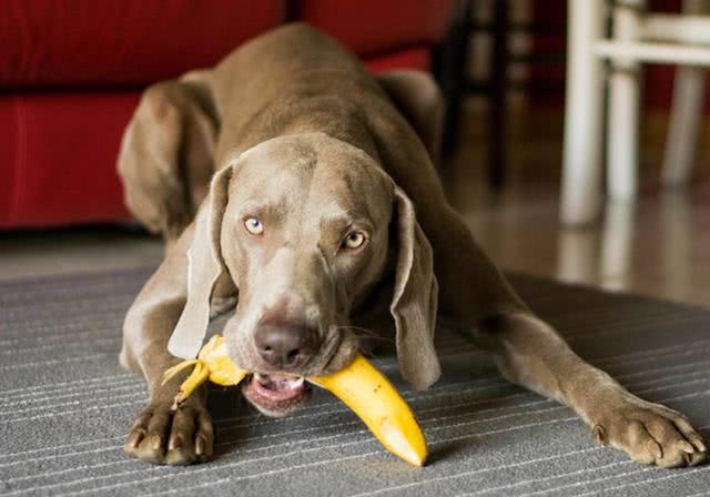 狗狗吃香蕉,狗狗吃香蕉好不好,狗狗爱吃香蕉怎么办？