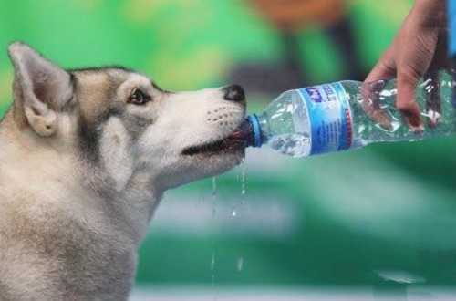 狗狗一直喝水,狗狗一直喝水是怎么回事,狗狗一直喝水？