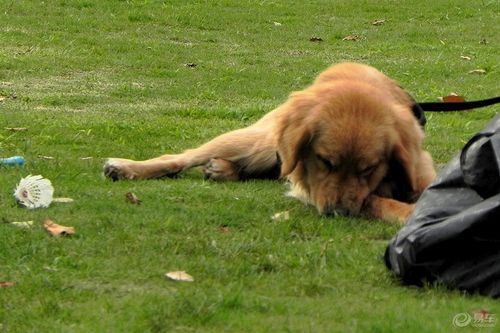 狗狗趴在地上,狗狗趴在地上姿势表达的意思,冬天为什么狗总是趴在地上？