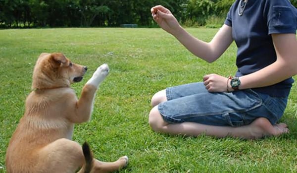 怎么训练狗狗听话,怎么训练狗狗听话视频教程,怎样才能让狗狗听话？
