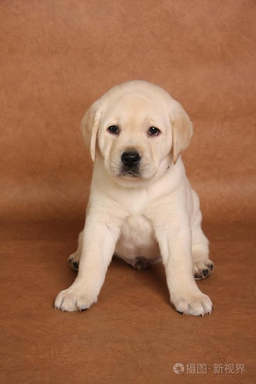 怎么给狗狗起名字,怎么给狗狗起名字更好听,奶白色的拉布拉多犬，想取个名字？