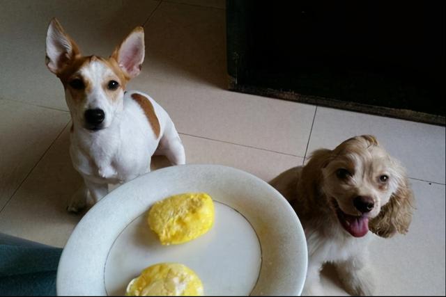 狗狗能吃蛋黄,狗狗能吃蛋黄吗熟的,狗吃蛋黄的禁忌？