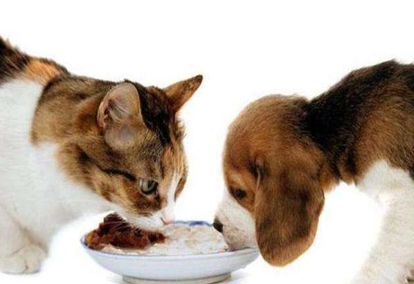 狗狗吃猫粮,狗狗吃猫粮会怎么样,狗吃猫粮有什么坏处吗？