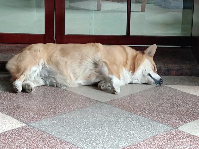 狗狗睡觉姿势,狗狗睡觉时的姿势,为什么我家的狗躺着睡觉？
