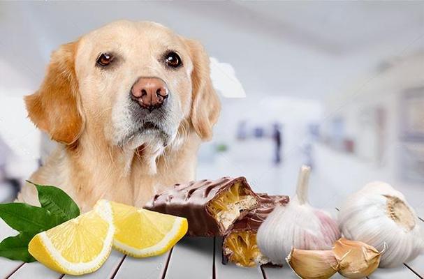 什么东西狗狗不能吃,什么东西狗狗不能吃?,狗狗可以吃冰块吗？