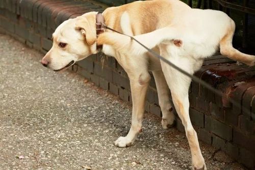 狗狗一直尿尿,狗狗老是尿一点一会儿又尿一点,狗狗老是随便大小便怎么办？