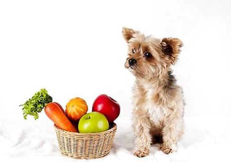 狗狗吃什么蔬菜好,夏天狗狗吃什么蔬菜好,狗最怕三种蔬菜？