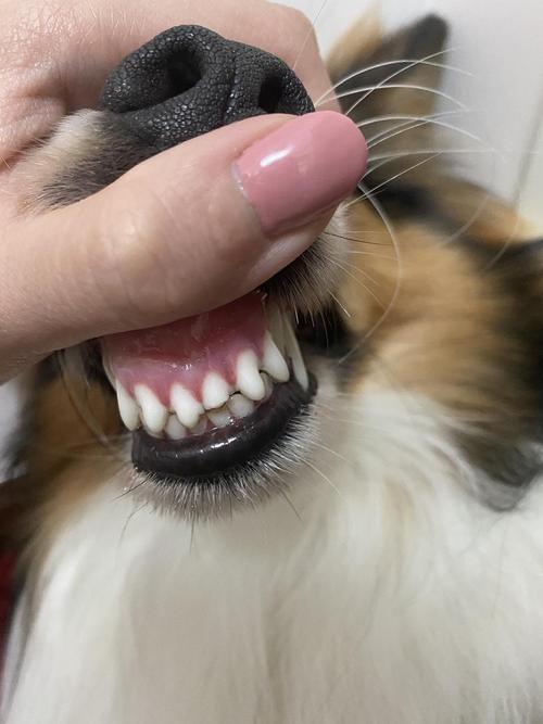 狗狗牙齿掉了怎么办,五个月狗狗牙齿掉了怎么办,狗狗牙齿脱落是怎么回事？