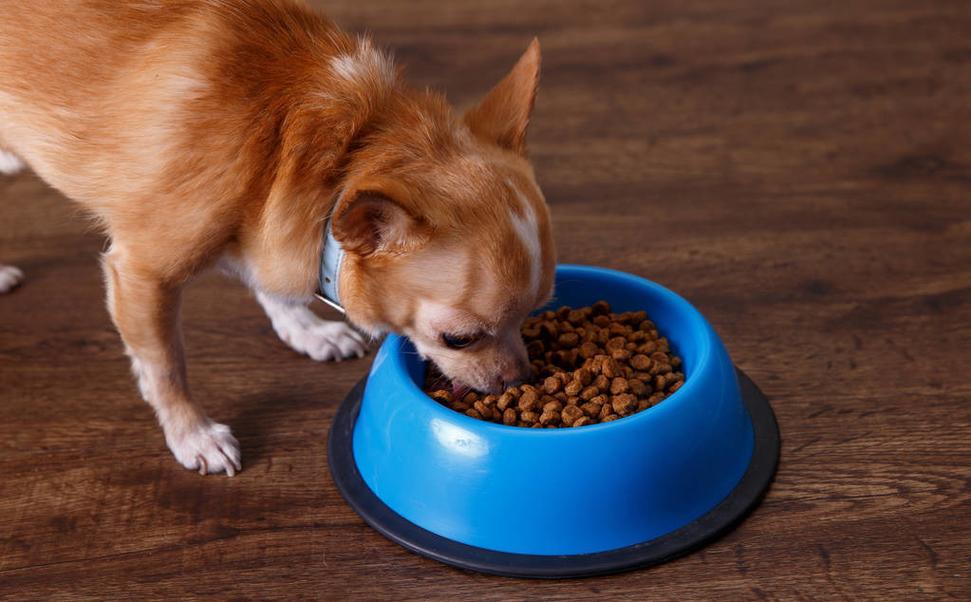 狗狗可以吃饭吗,狗狗可以吃饭吗不吃狗粮,餐厅能带宠物进去吗？