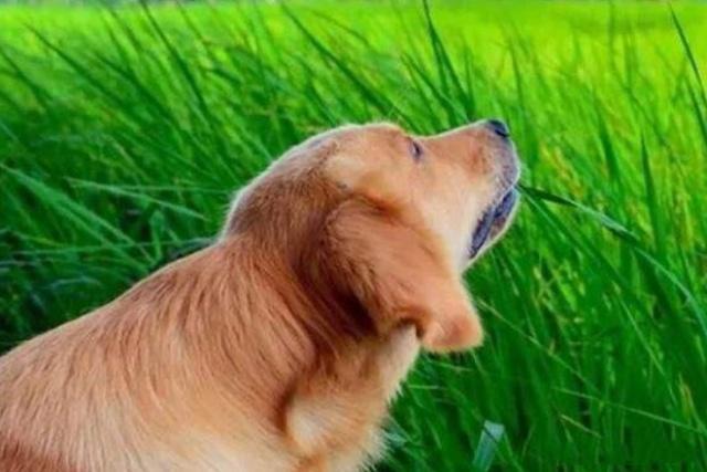 狗狗吃草怎么回事,狗狗吃草怎么回事儿,狗狗吃草是什么原因？