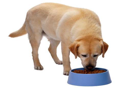 狗狗吃什么长得快,狗狗吃什么长得快又胖,狗狗吃什么长得快