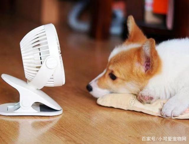 狗狗会冷吗,空调26度狗狗会冷吗,狗狗零下多少度会冻死？