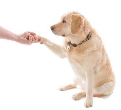 如何教狗狗握手,如何教狗狗握手教程,怎样训练狗狗“握手”？