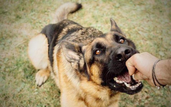 狗狗为什么喜欢咬人,2个月大的狗狗为什么喜欢咬人,狗咬人是什么意思？
