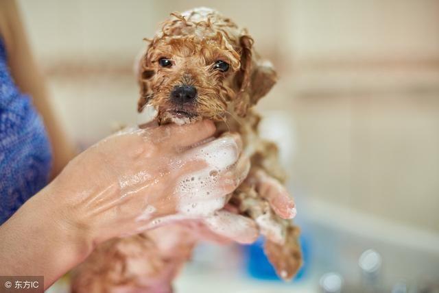 怎么帮狗狗洗澡,怎么帮狗狗洗澡洗得干净,我拾得一只流浪狗，怎样给它洗澡？