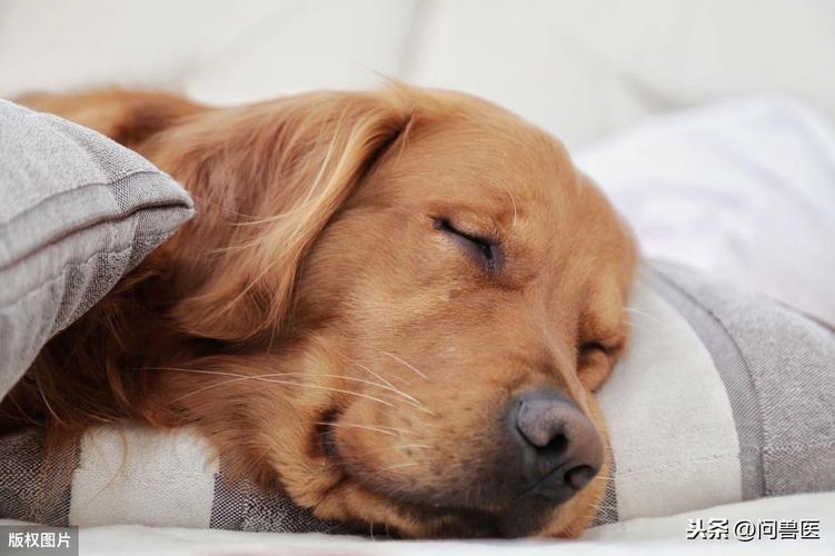 狗狗睡觉抽搐,狗狗睡觉抽搐是什么原因,我家小狗晚上睡觉老师向打嗝或者抽搐的那样是怎么了？