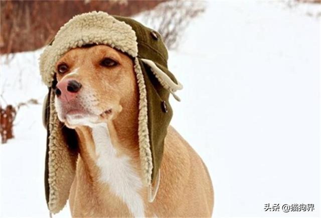 狗狗怕冷吗,家里开空调狗狗怕冷吗,狗子怕冷么？