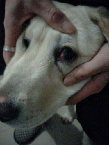 狗狗眼睛红怎么办,狗狗眼睛红怎么办 几天能好,狗狗眼睛充血，眼球有白膜怎么治疗？