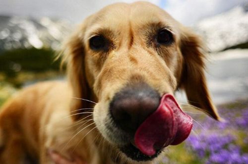 狗狗舔鼻子,狗狗舔鼻子是什么信号,狗狗拉完粑粑为什么总舔屁股？