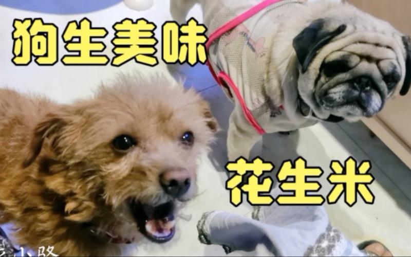 狗狗吃花生,狗狗吃花生米可以吃吗,幼犬可以吃花生吗？