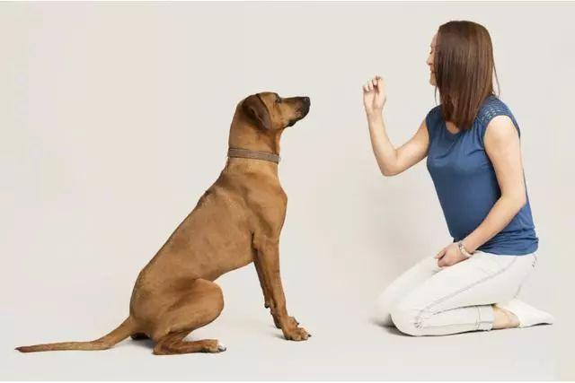 怎么训练狗狗坐下,怎么训练狗狗坐下和握手,怎样教狗狗学会“坐下”？