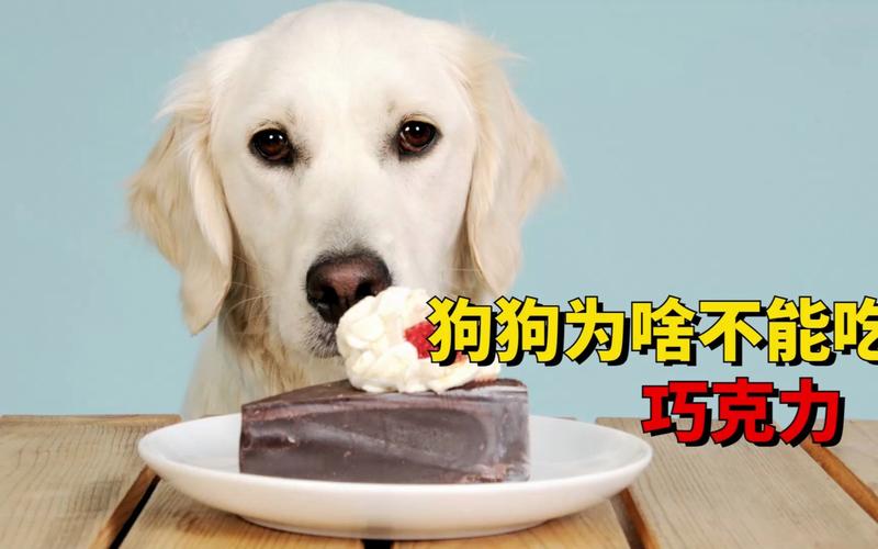 狗狗吃了巧克力,狗狗吃了巧克力会怎么样,如果狗吃了巧克力咋办？