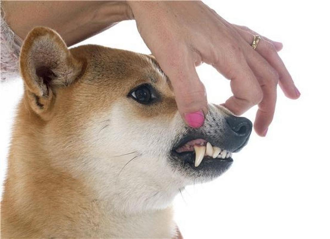 狗狗牙齿松动,狗狗牙齿松动需要拔吗,狗狗牙齿松动该如何护理？