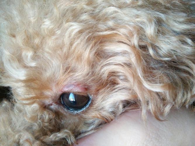 狗狗眼睛红怎么回事,泰迪狗狗眼睛红怎么回事,我家狗狗眼睛有个红的血块样的，有点像是肉红了样的，怎么办?拜托各位大神？