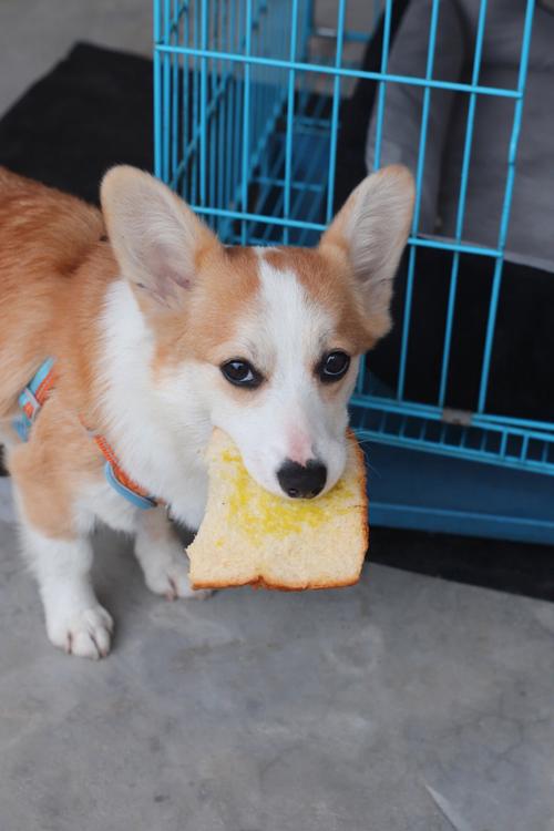 狗狗吃面包,狗狗吃面包可以吗,狗能吃甜的面包吗？