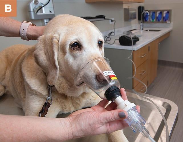 狗狗气管炎,狗狗气管炎的症状和治疗方法,狗狗得了支气管炎，要多久才会治好？我养的是松师，二个月大？