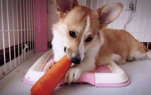 狗狗怎么吃胡萝卜,,狗狗吃胡萝卜不消化狗狗吃胡萝卜是煮着吃还是是炒着吃容易吸收？