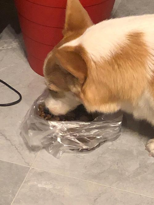 狗狗吃了塑料怎么办,狗狗吃了塑料怎么办吐了一天了,小狗误食了一段塑料怎么办？