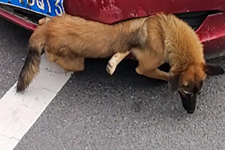 狗狗被车撞了怎么办,狗狗被车撞了怎么办用什么药,狗狗被车撞的腿瘸了怎么办？