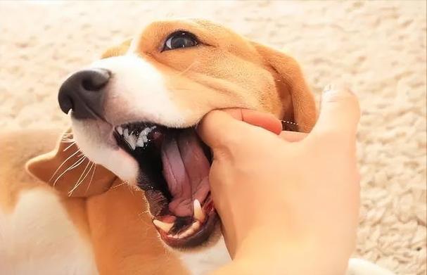 狗狗喜欢咬人怎么办,狗狗喜欢咬人怎么办,但又不是真的咬,如何改掉狗狗爱咬人的毛病呢？