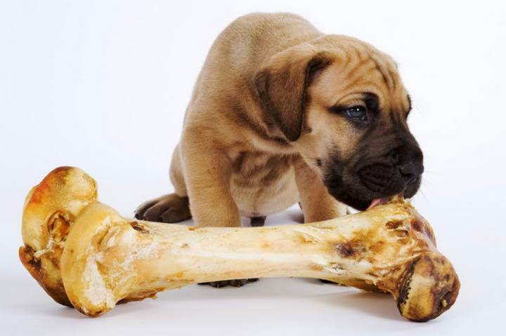 狗狗能吃骨头吗,狗狗能吃鸡骨头吗,狗吃狗骨头吗？