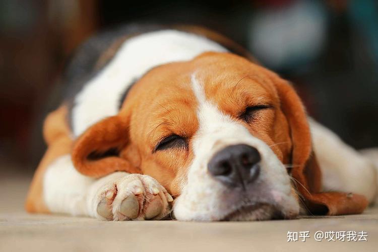 狗狗打呼噜怎么办,狗狗打呼噜怎么办小妙招,话说，狗狗睡觉打呼噜正常么？