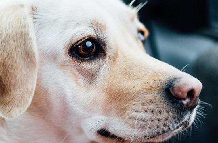 为什么狗狗有泪痕,为什么狗狗有泪痕的原因,幼犬泪痕什么原因？