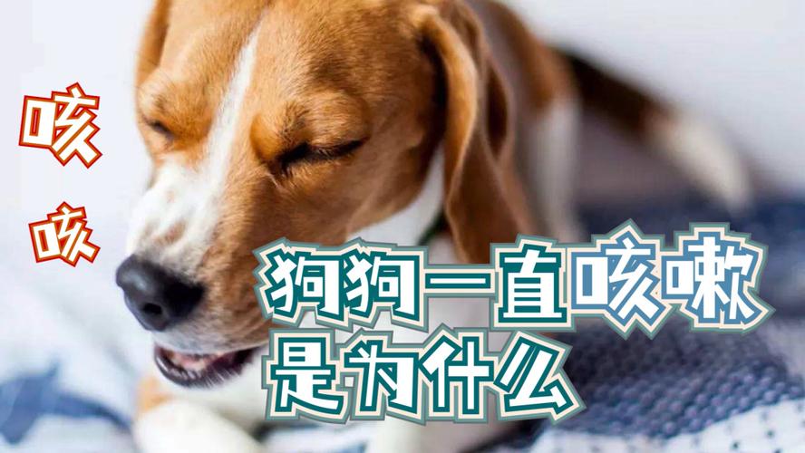 狗狗为什么会咳嗽,狗狗为什么会咳嗽干呕,狗狗有点咳嗽怎么办？