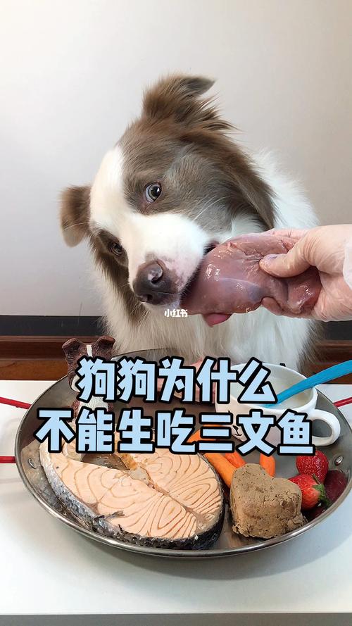 狗狗吃三文鱼,狗狗吃三文鱼的好处和坏处,小狗能吃三文鱼吗？