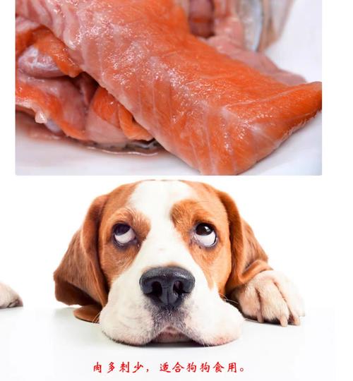 狗狗吃三文鱼,狗狗吃三文鱼的好处和坏处,狗狗一周吃几次三文鱼最好？