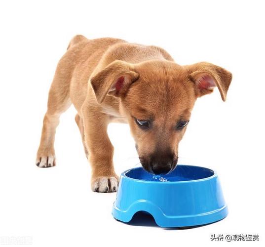狗狗吃了塑料,狗狗吃了塑料制品怎么办,狗狗吃了塑料物要怎么办？