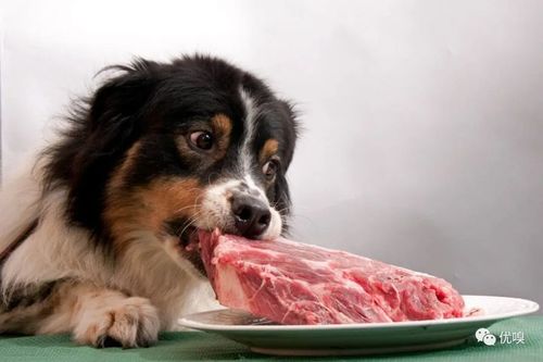狗狗可以吃肉吗,一个月的狗狗可以吃肉吗,狗狗能不能吃肉么，两个月大？