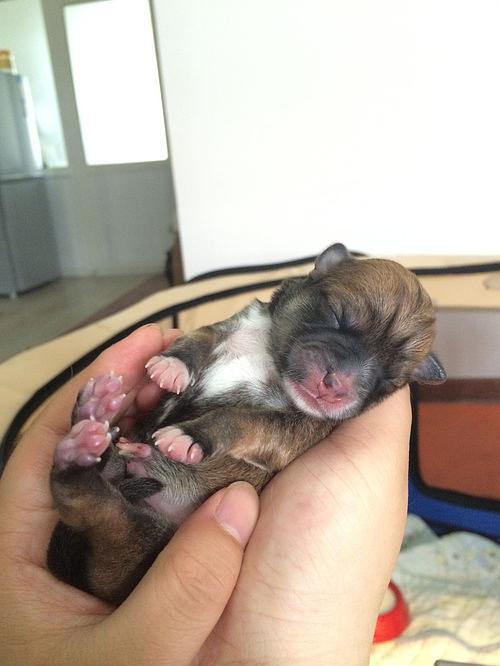 刚出生的小狗狗,刚出生的小狗狗几天睁眼睛,小狗狗刚刚生出来怎么养？