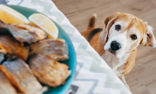 狗狗能吃鸡肉吗,狗狗能吃鸡肉吗熟的,可以天天喂狗狗吃鸡肉或猪肉吗？