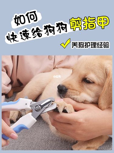 狗狗剪指甲怎么剪,狗狗剪指甲怎么剪正确,可以自己给狗剪指甲吗？