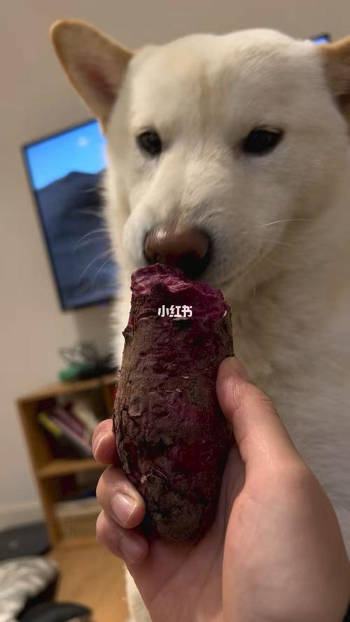 狗狗吃紫薯,狗狗吃紫薯有什么好处,幼犬可以吃紫薯吗？