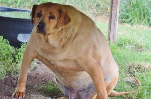 狗狗如何增肥,狗狗如何增肥快,怎么给狗狗增肥？