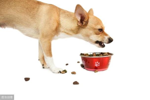 狗狗呕吐食物,狗狗呕吐食物什么原因,狗狗呕吐是怎么回事吃食什么的都正常？
