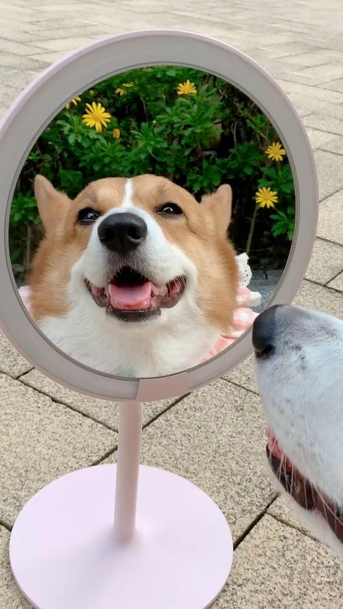 狗狗照镜子,狗狗照镜子知道是自己吗,两只狗照镜子的道理是什么？